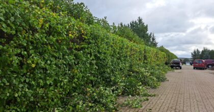 Võsalõikus - haljastustööd